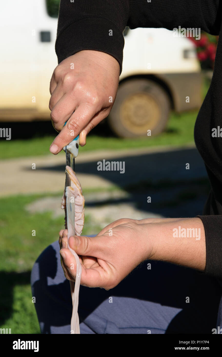 Cuisine authentique ferme - vue rapprochée de la femme nettoie les mains d'abats - intestin d'une chèvre ou d'agneau (organes internes et les entrailles d'un animal dépecé) Banque D'Images