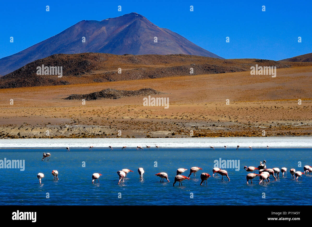 La Bolivie, l'Amérique du Sud, l'Altipano, flamants roses Jame's dans la Laguna Canapa Banque D'Images