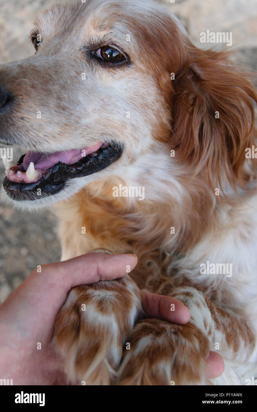Les Yeux De Chien Plein D Amour Quand Le Proprietaire Revient A La Maison Bonheur Joie Et Emotion Positive Concept Photo Stock Alamy Les Yeux De Chien Plein D Amour Quand Le Proprietaire Revient A La Maison Bonheur Joie Et Emotion Positive Concept Photo Stock Alamy