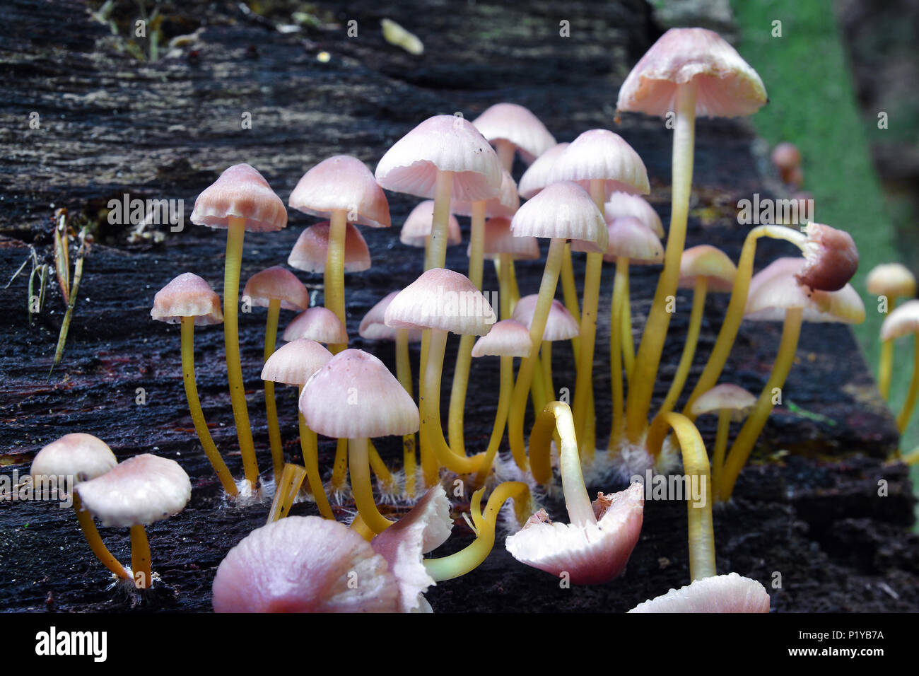 Mycena renati mushroom cluster, le beau bonnet Banque D'Images