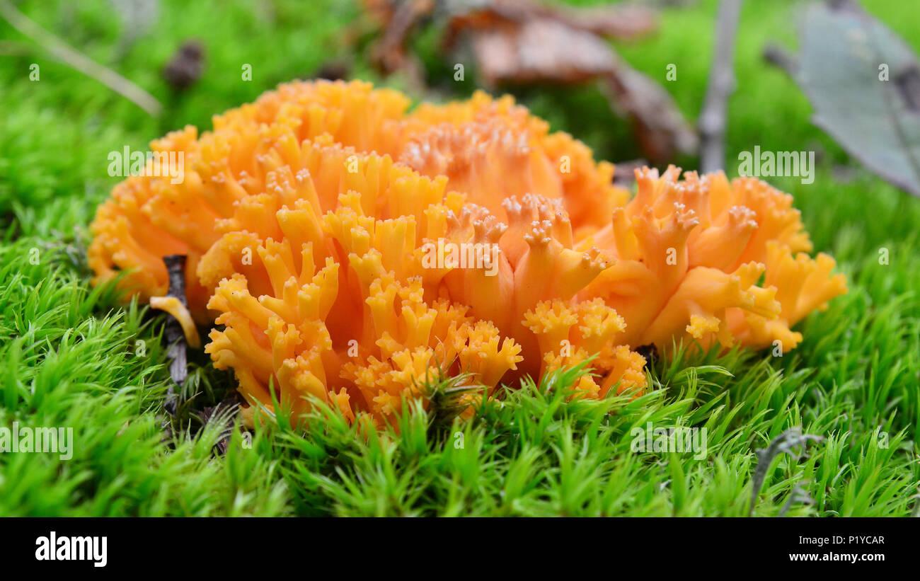 Ramaria largentii de champignons dans la forêt de corail Banque D'Images