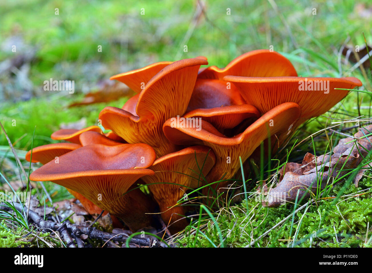 Omphalotus olearius cluster champignons toxiques dans la forêt Banque D'Images