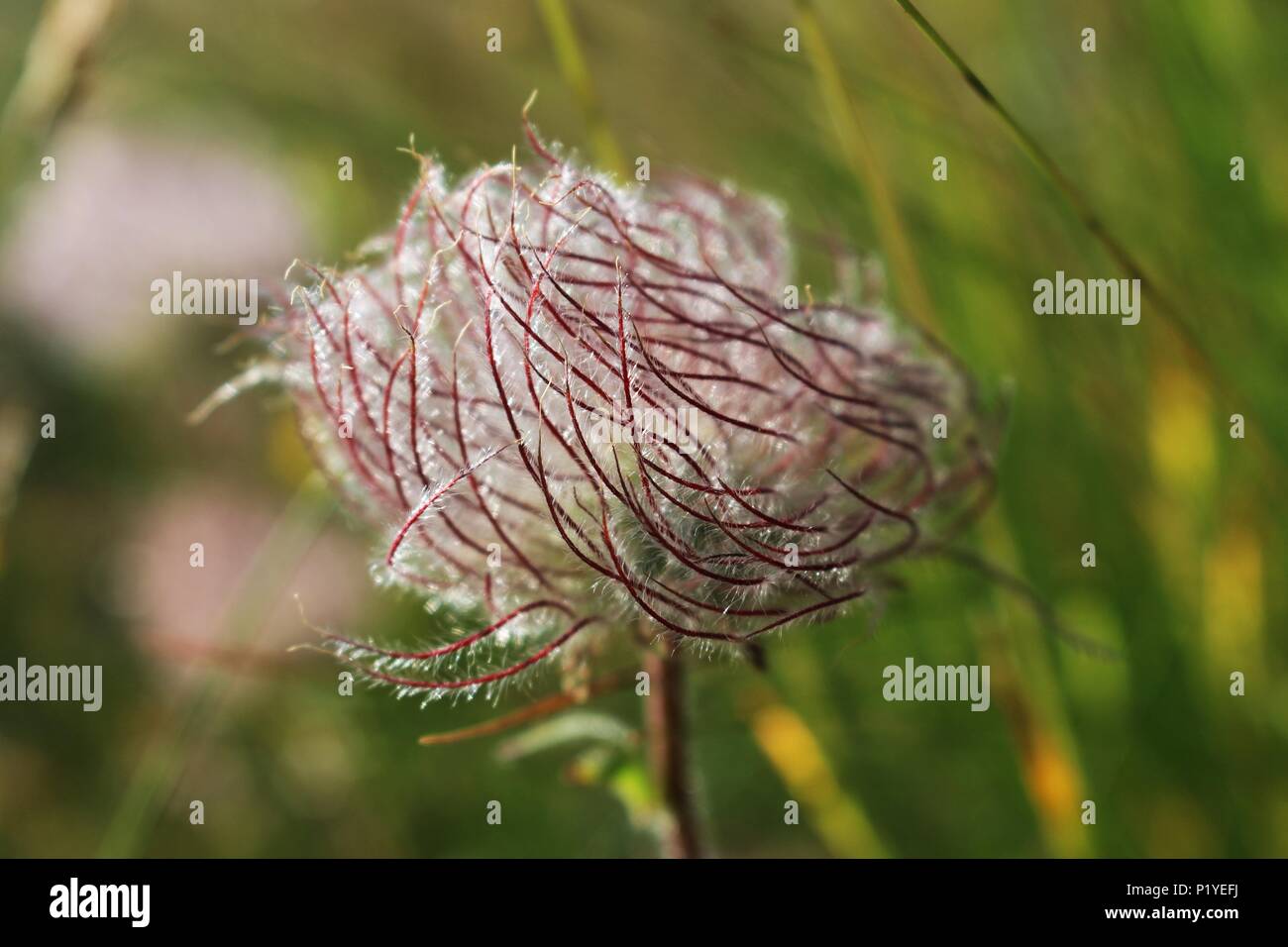 Fruits poilus de Geum montanum / alpine avens Banque D'Images