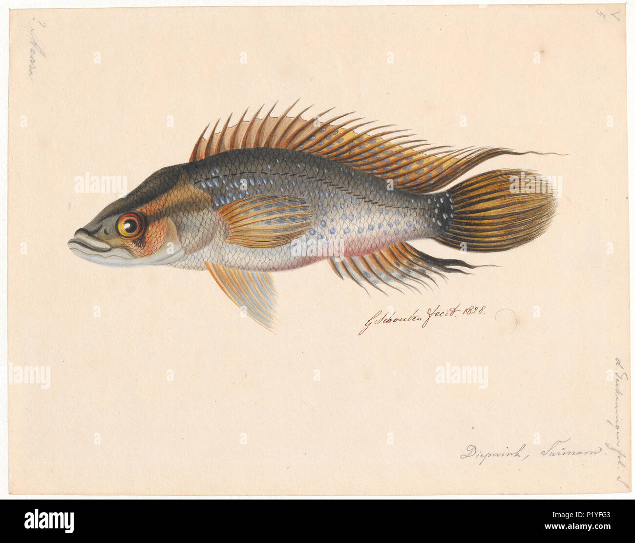 . Crenicichla lugubris . 1828 - 1828 70 Crenicichla lugubris - Imprimer - Zoologica 2e moitié - Collections spéciales de l'Université d'Amsterdam - UBA01 IZAA100139 Banque D'Images