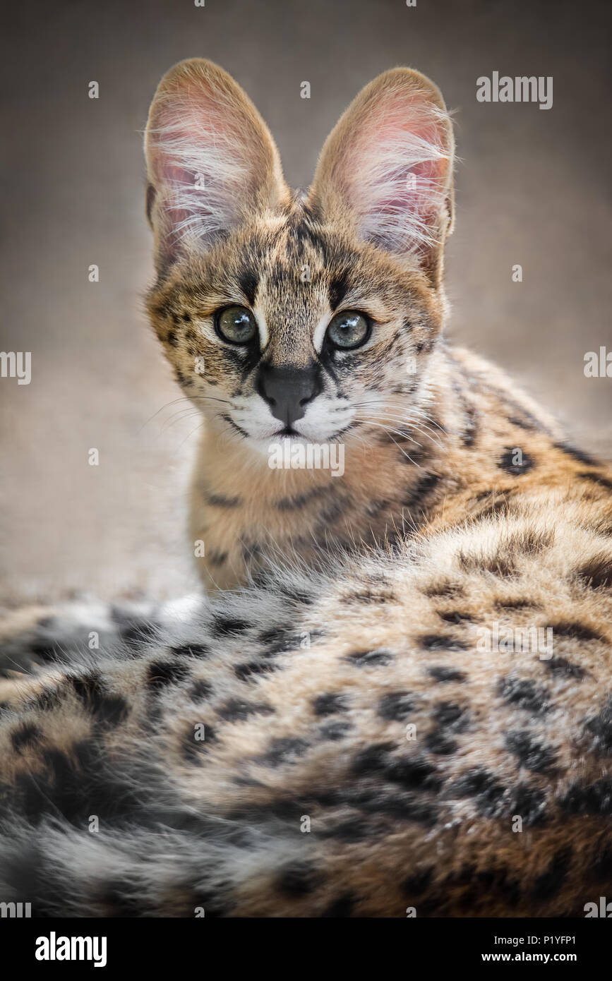 Serval de chat sauvage Banque de photographies et d’images à haute