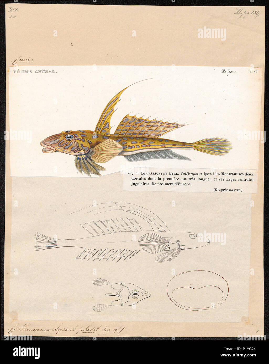 . Callionymus lyra . Entre 1700 et 1880 47 Callionymus lyra - 1700-1880 - Imprimer - Zoologica 2e moitié - Collections spéciales de l'Université d'Amsterdam - UBA01 IZ13600119 Banque D'Images