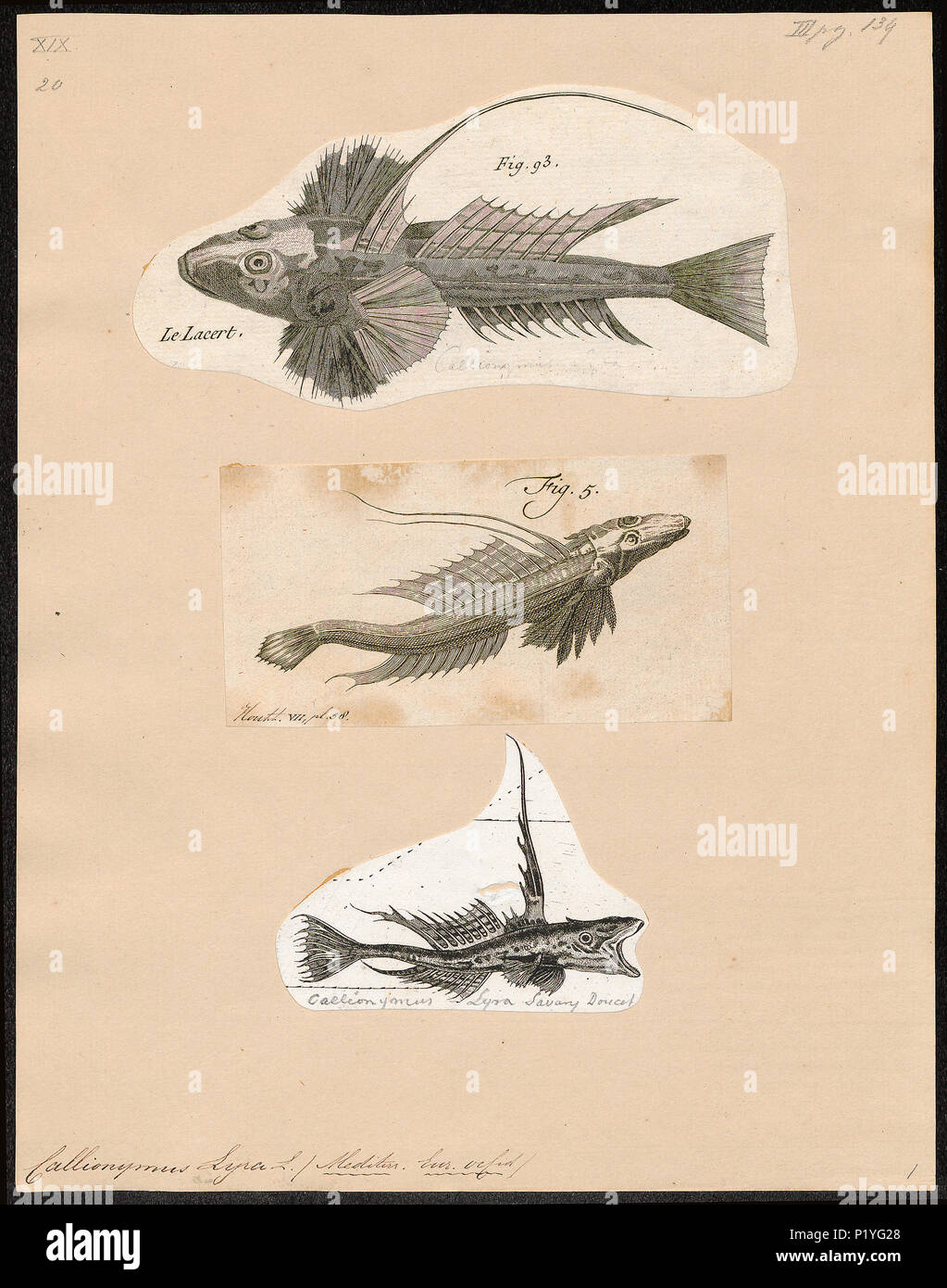. Callionymus lyra . Entre 1700 et 1880 47 Callionymus lyra - 1700-1880 - Imprimer - Zoologica 2e moitié - Collections spéciales de l'Université d'Amsterdam - UBA01 IZ13600123 Banque D'Images