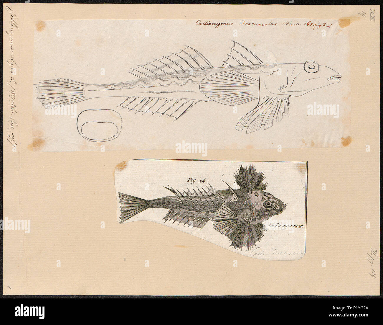. Callionymus lyra . Entre 1700 et 1880 47 Callionymus lyra - 1700-1880 - Imprimer - Zoologica 2e moitié - Collections spéciales de l'Université d'Amsterdam - UBA01 IZ13600125 Banque D'Images