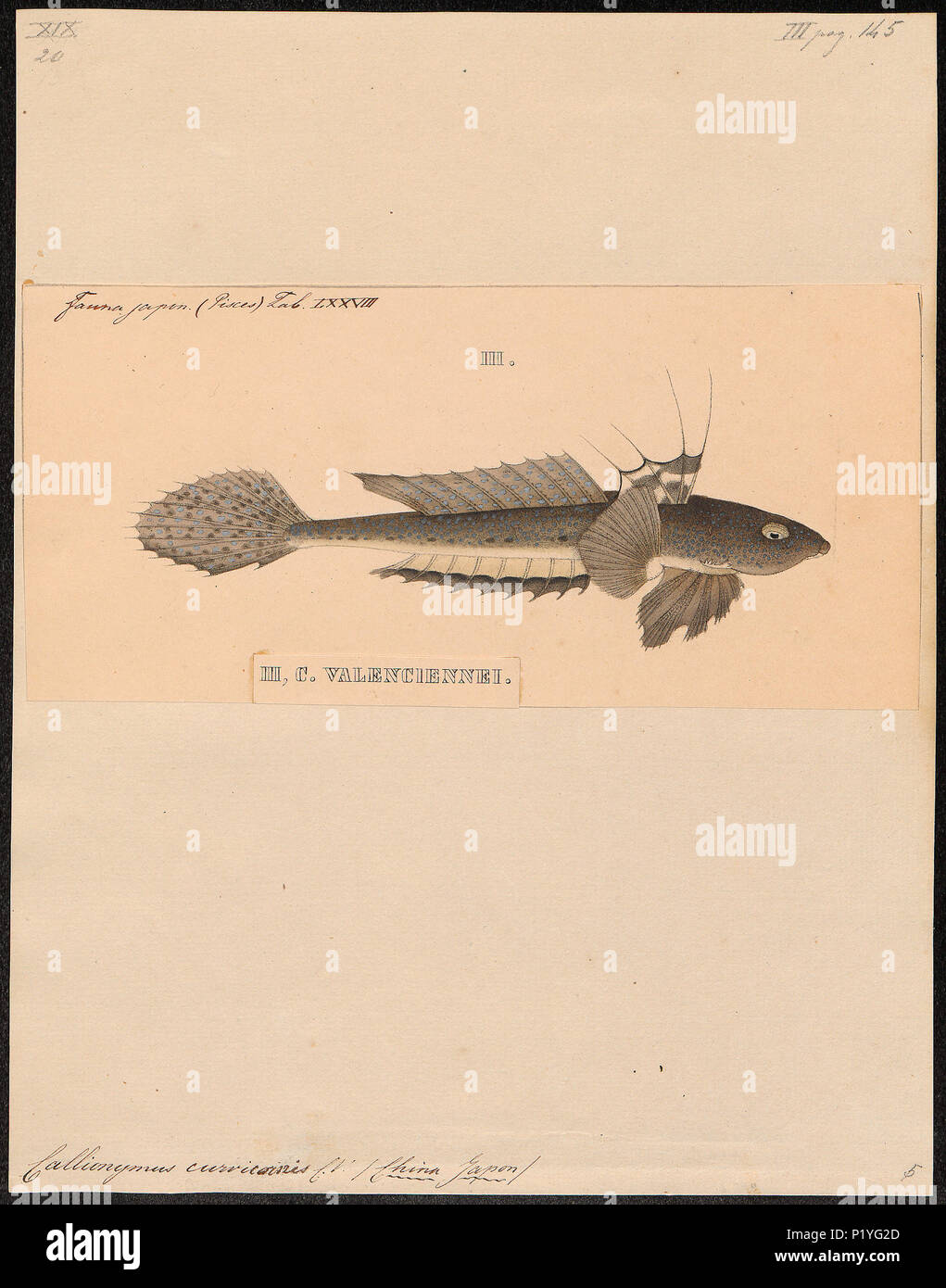 . Callionymus . curvicornis entre 1700 et 1880 curvicornis - 1700-1880 47 Callionymus - Imprimer - Zoologica 2e moitié - Collections spéciales de l'Université d'Amsterdam - UBA01 IZ13600129 Banque D'Images