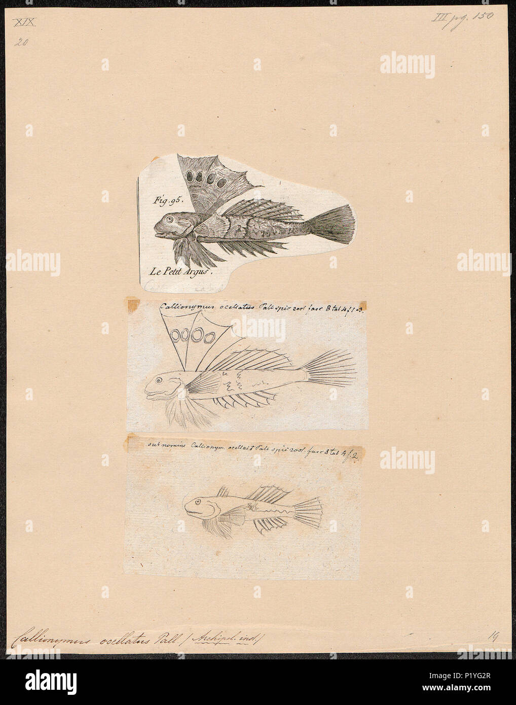 . Neosynchiropus ocellatus syn. Callionymus ocellatus . Entre 1700 et 1880 47 Callionymus ocellatus - 1700-1880 - Imprimer - Zoologica 2e moitié - Collections spéciales de l'Université d'Amsterdam - UBA01 IZ13600139 Banque D'Images