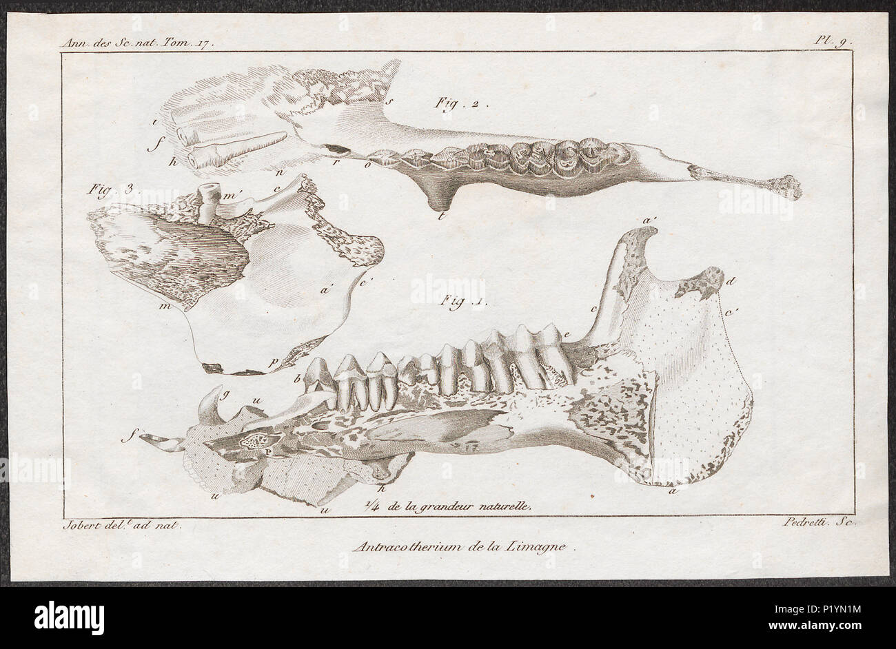 . Anthracotherium spec. - Kaak . Entre 1700 et 1880 19 Anthracotherium spec. - Kaak - 1700-1880 - Imprimer - Zoologica 2e moitié - Collections spéciales de l'Université d'Amsterdam - UBA01 IZ22000315 Banque D'Images