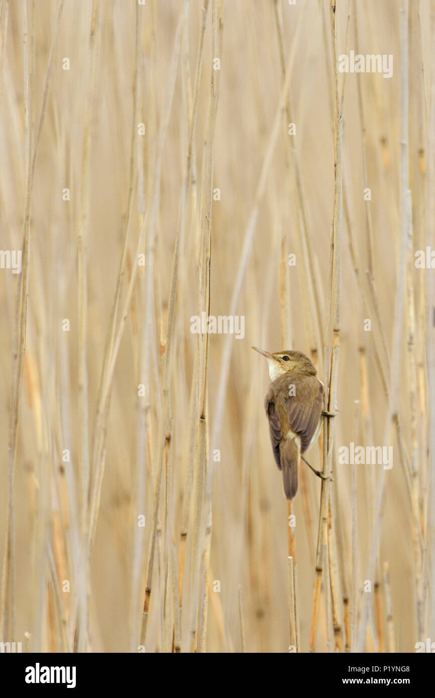 Phragmite des joncs (Acrocephalus schoenobaenus ) perché sur une tige de roseau, dans la roselière et typique de la faune, aux oiseaux de milieux humides, de l'Europe. Banque D'Images