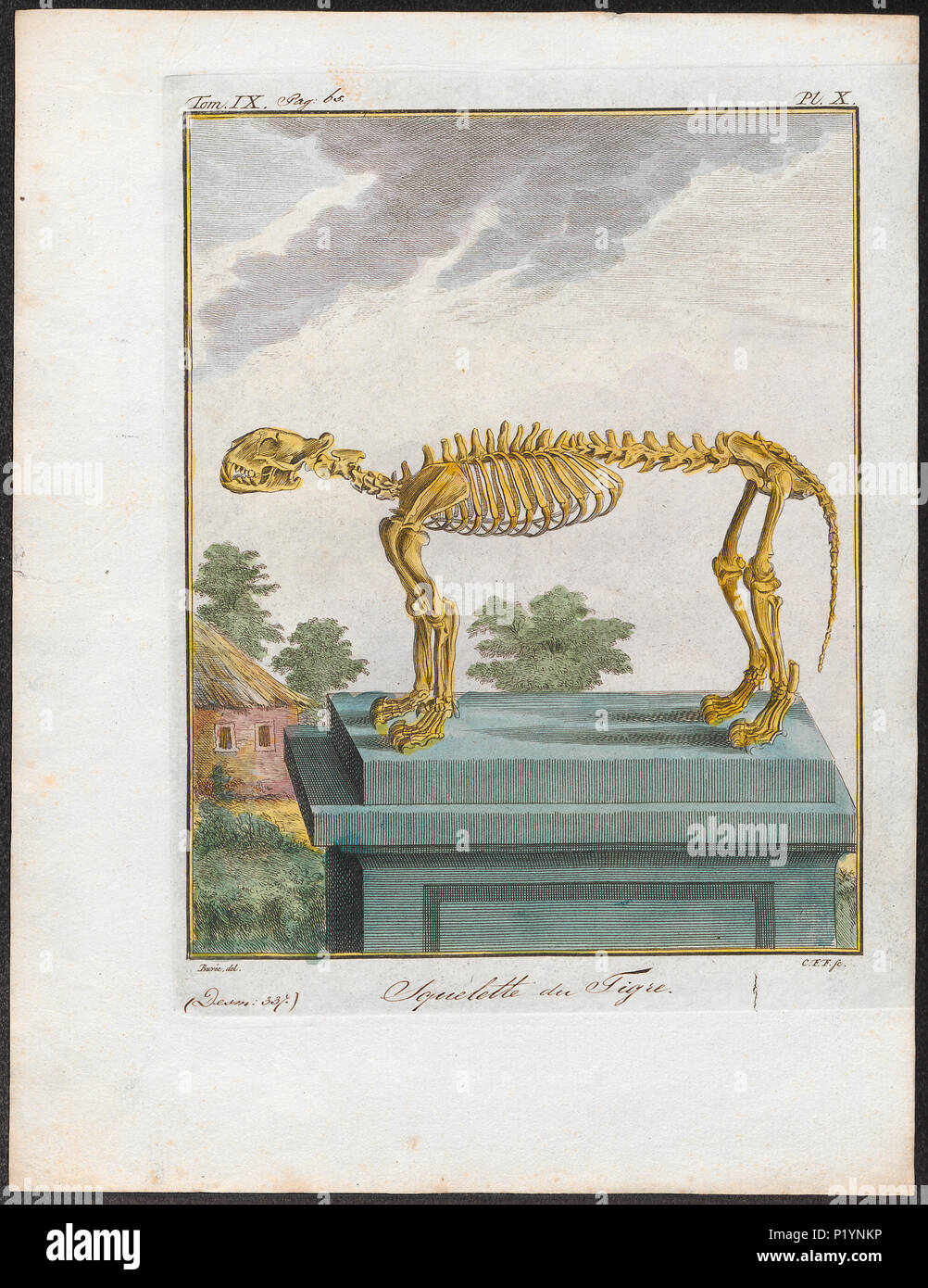 . Felis tigris - skelet . Entre 1700 et 1880 124 Felis tigris - skelet - 1700-1880 - Imprimer - Zoologica 2e moitié - Collections spéciales de l'Université d'Amsterdam - UBA01 IZ22100107 Banque D'Images