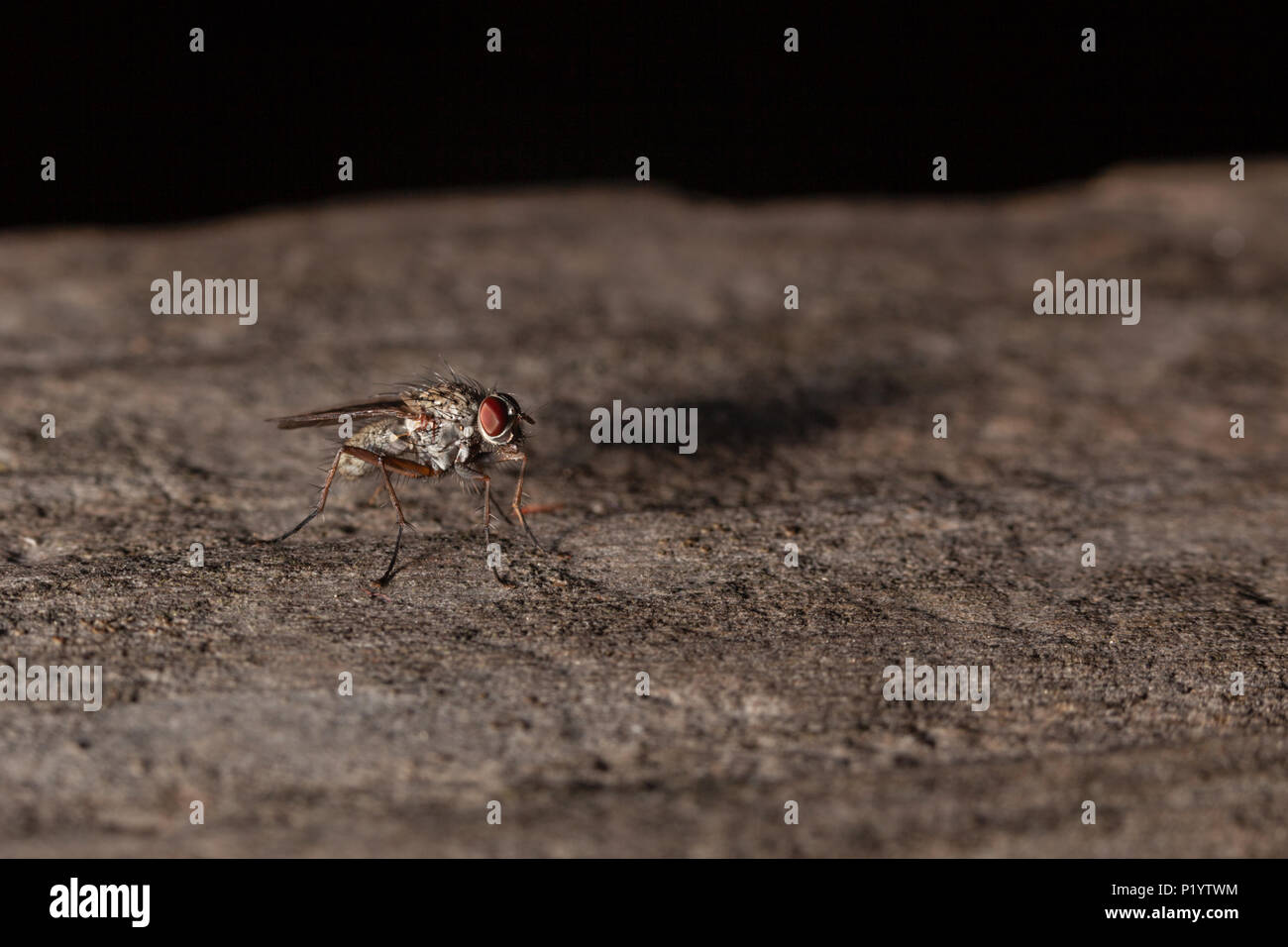 Images macro d'insectes volants. Banque D'Images