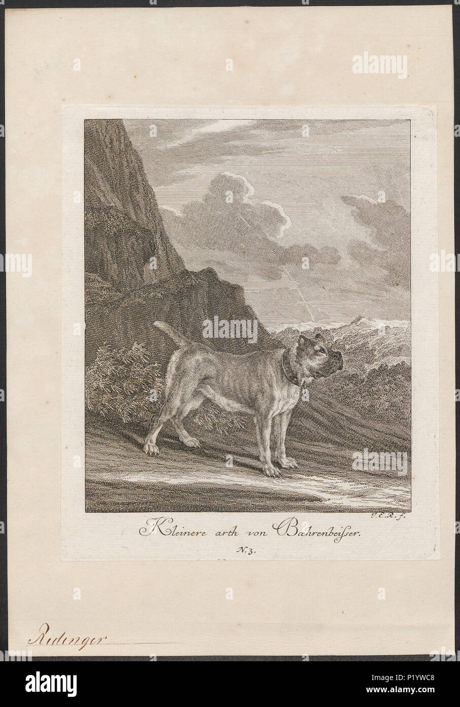 . Canis lupus familiaris . Entre 1700 et 1880 49 Canis lupus familiaris - 1700-1880 - Imprimer - Zoologica 2e moitié - Collections spéciales de l'Université d'Amsterdam - UBA01 IZ22300210 Banque D'Images
