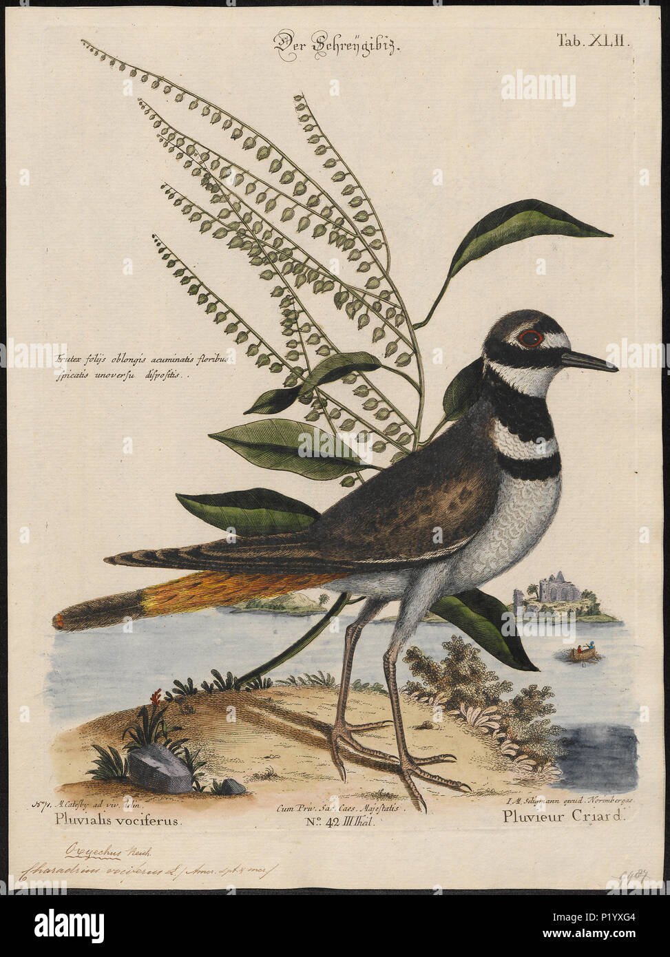 . Charadrius vociferus . Entre 1700 et 1880 58 Charadrius vociferus - 1700-1880 - Imprimer - Zoologica 2e moitié - Collections spéciales de l'Université d'Amsterdam - UBA01 IZ17200197 Banque D'Images