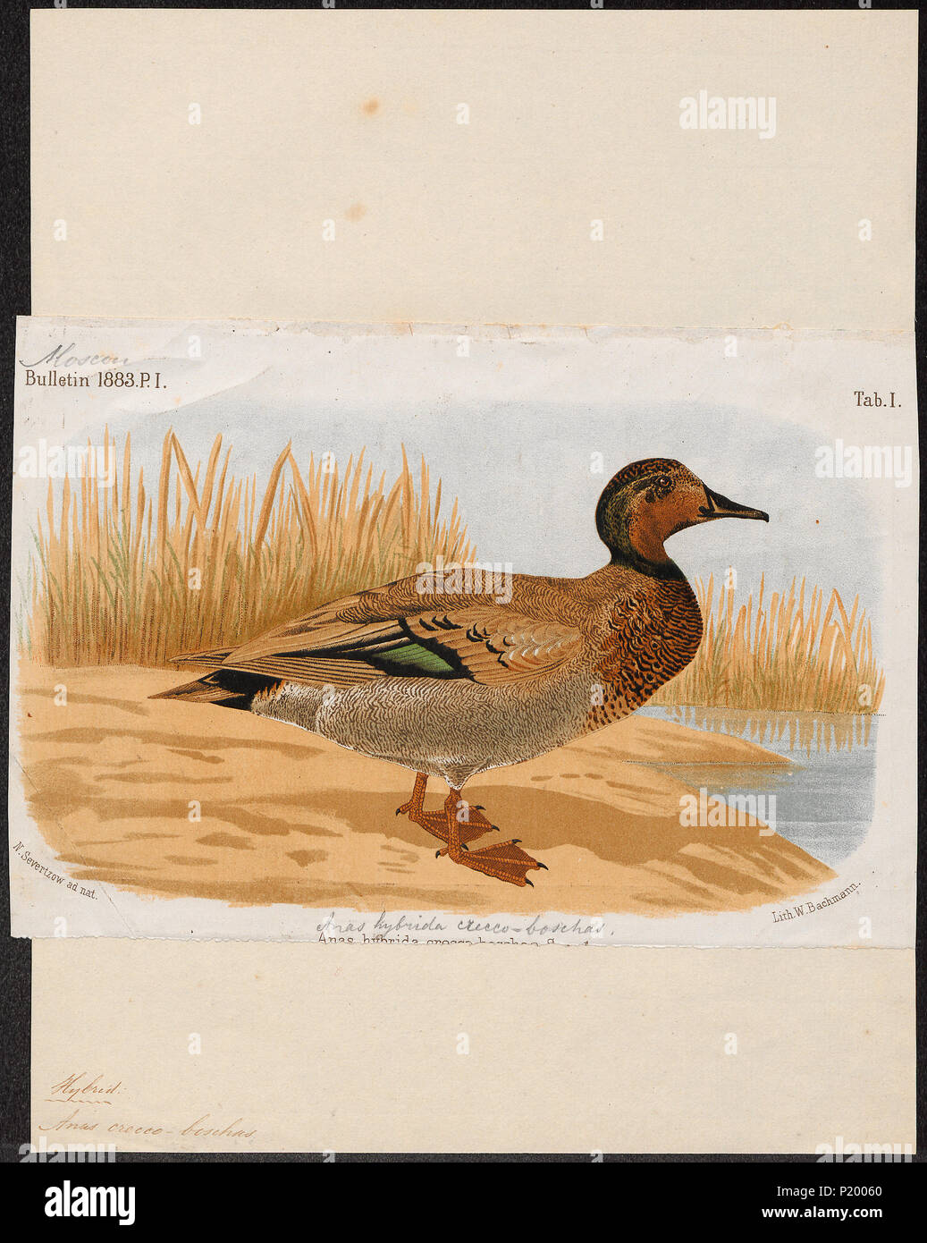 275 Querquedula crecco - 1883 - Imprimer - Zoologica 2e moitié - Collections spéciales de l'Université d'Amsterdam - UBA01 IZ17600429 Banque D'Images