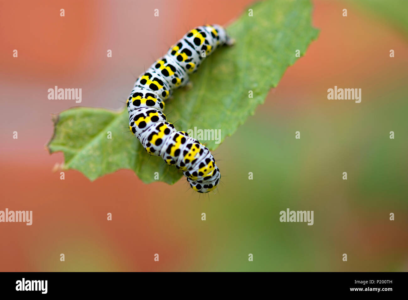 Mullein Moth chenille se nourrit de Buddleia. Banque D'Images
