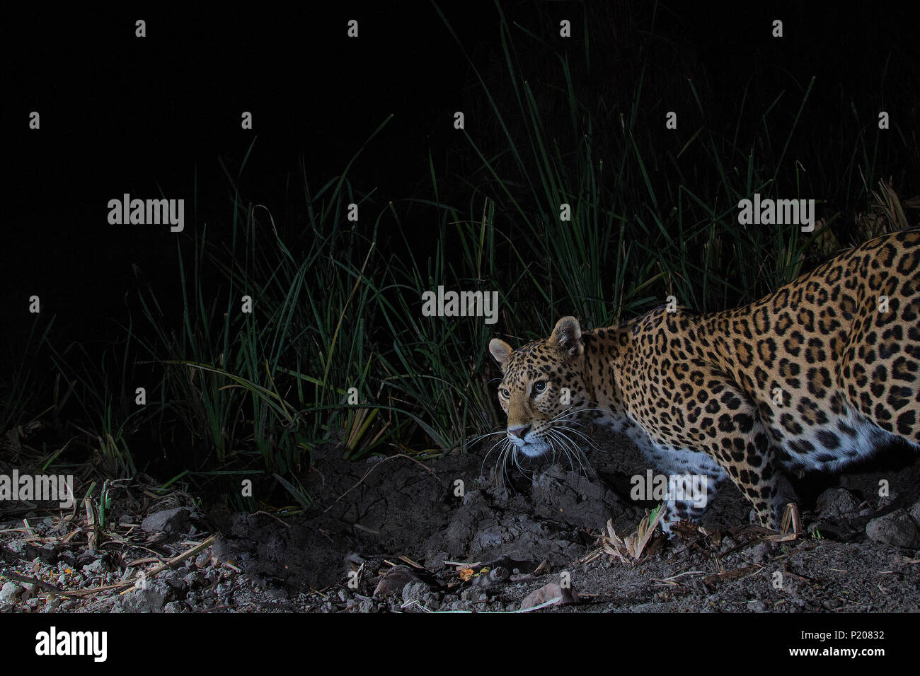Un Leopard sur un piège de l'appareil photo dans le Parc National de Satpura Banque D'Images