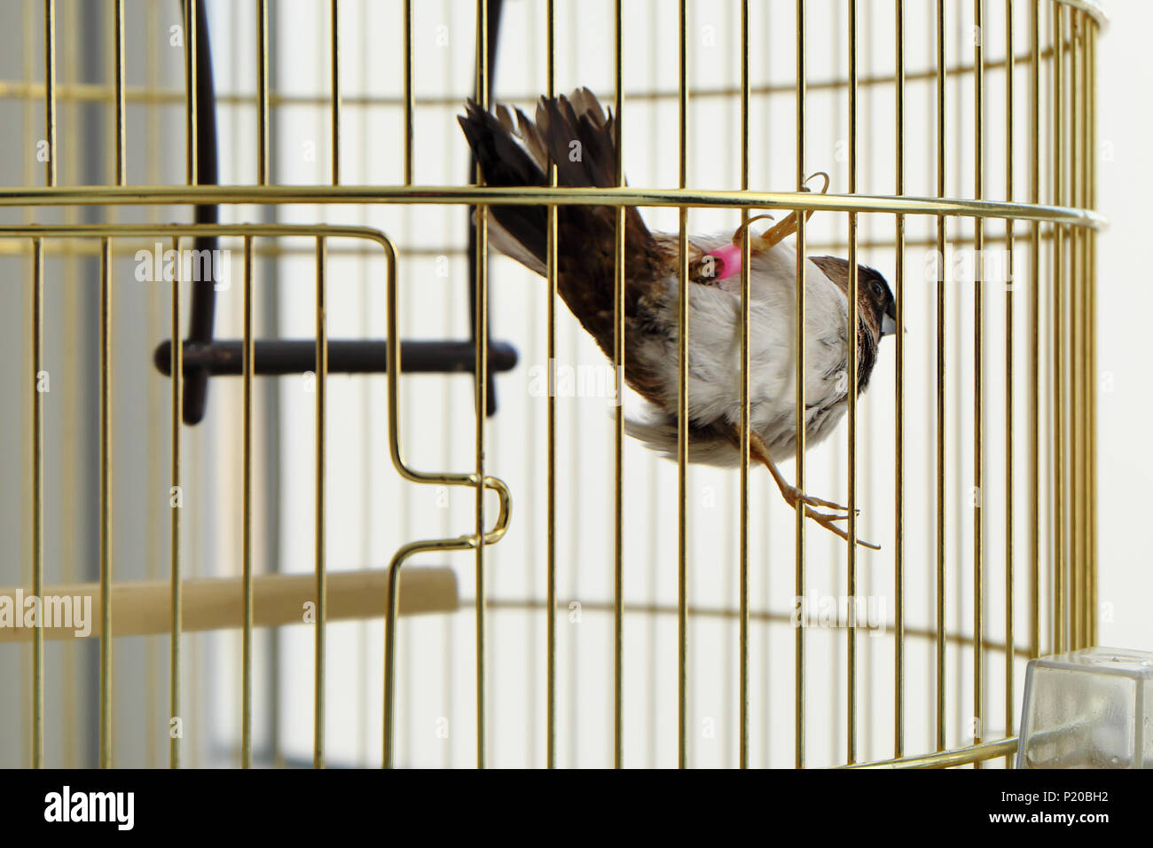 Sparrow japonais dans une cage Banque D'Images Sparrow japonais dans une cage Banque D'Images