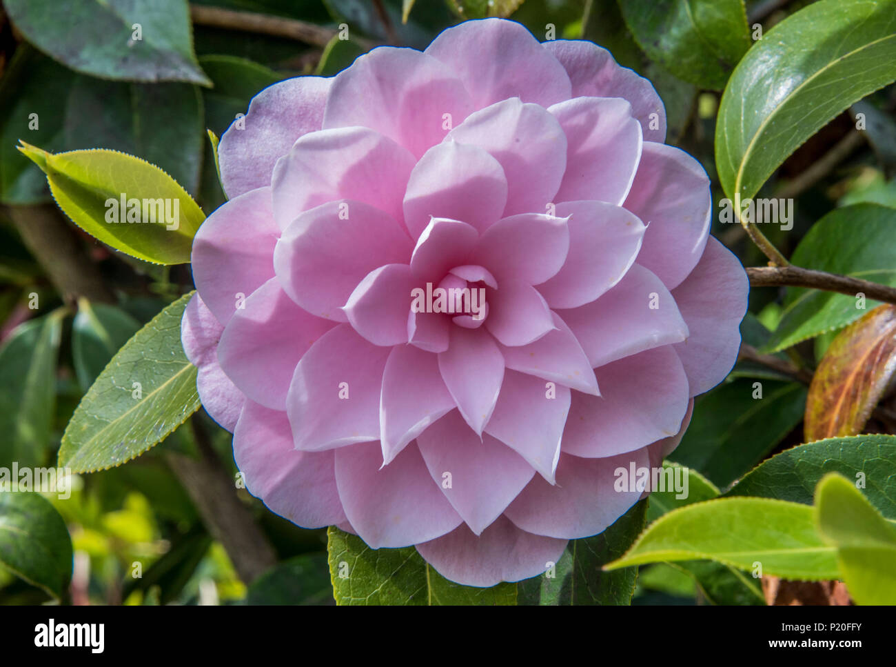 France, Ille-et-Vilaine, Jardin botanique de Haute Bretagne, CAMELIA rose  Photo Stock - Alamy