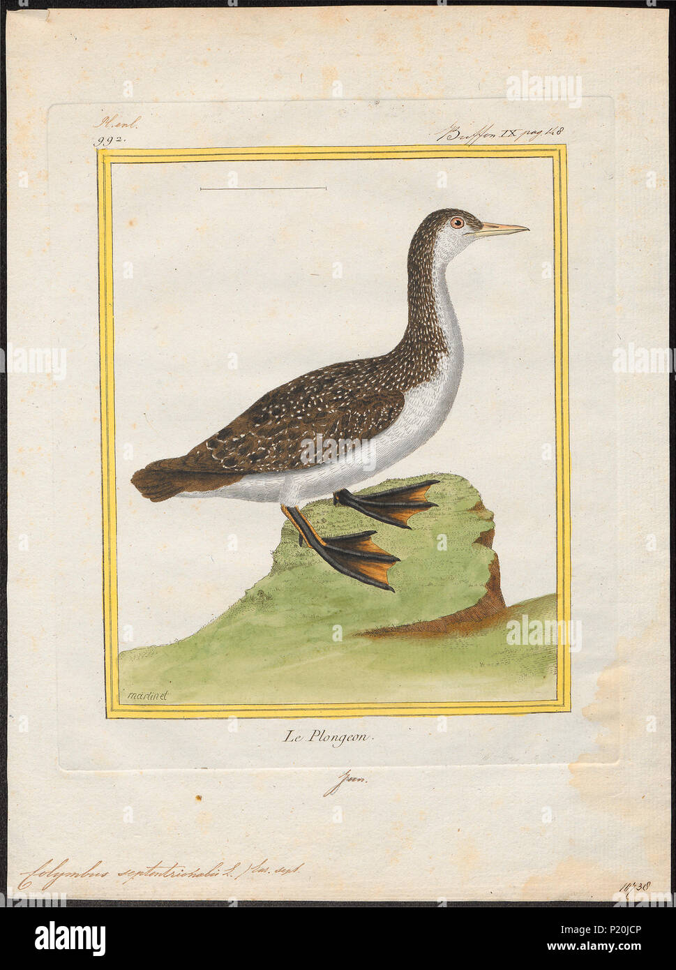. Colymbus septentrionalis . Entre 1700 et 1880 65 Colymbus septentrionalis - 1700-1880 - Imprimer - Zoologica 2e moitié - Collections spéciales de l'Université d'Amsterdam - UBA01 IZ17800029 Banque D'Images