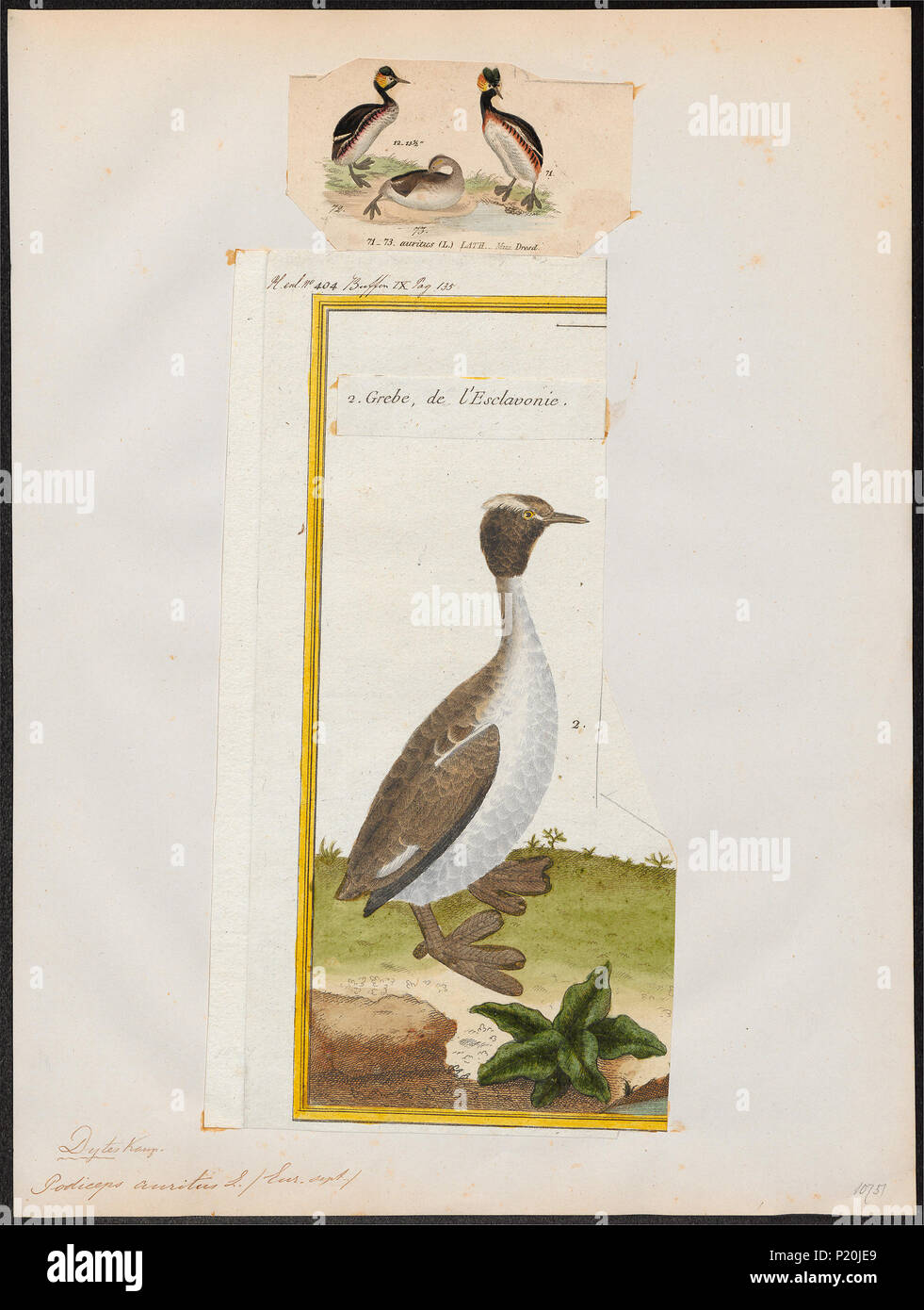 . Podiceps auritus . Entre 1700 et 1880 229 Podiceps auritus - 1700-1880 - Imprimer - Zoologica 2e moitié - Collections spéciales de l'Université d'Amsterdam - UBA01 IZ17800071 Banque D'Images