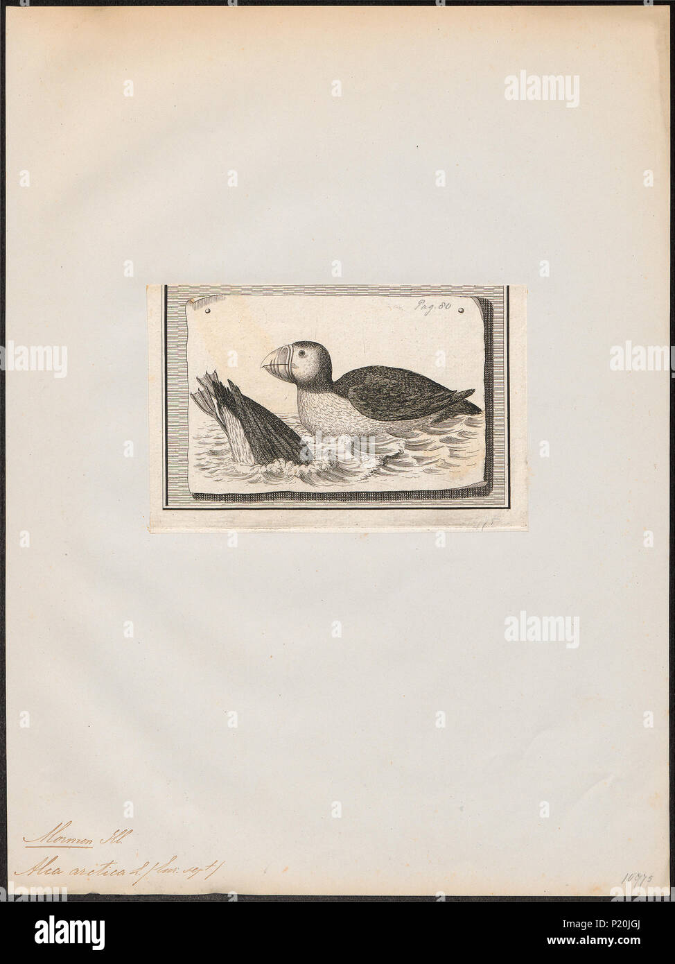 . Alca arctica . Entre 1700 et 1880 14 Alca arctica - 1700-1880 - Imprimer - Zoologica 2e moitié - Collections spéciales de l'Université d'Amsterdam - UBA01 IZ17800137 Banque D'Images