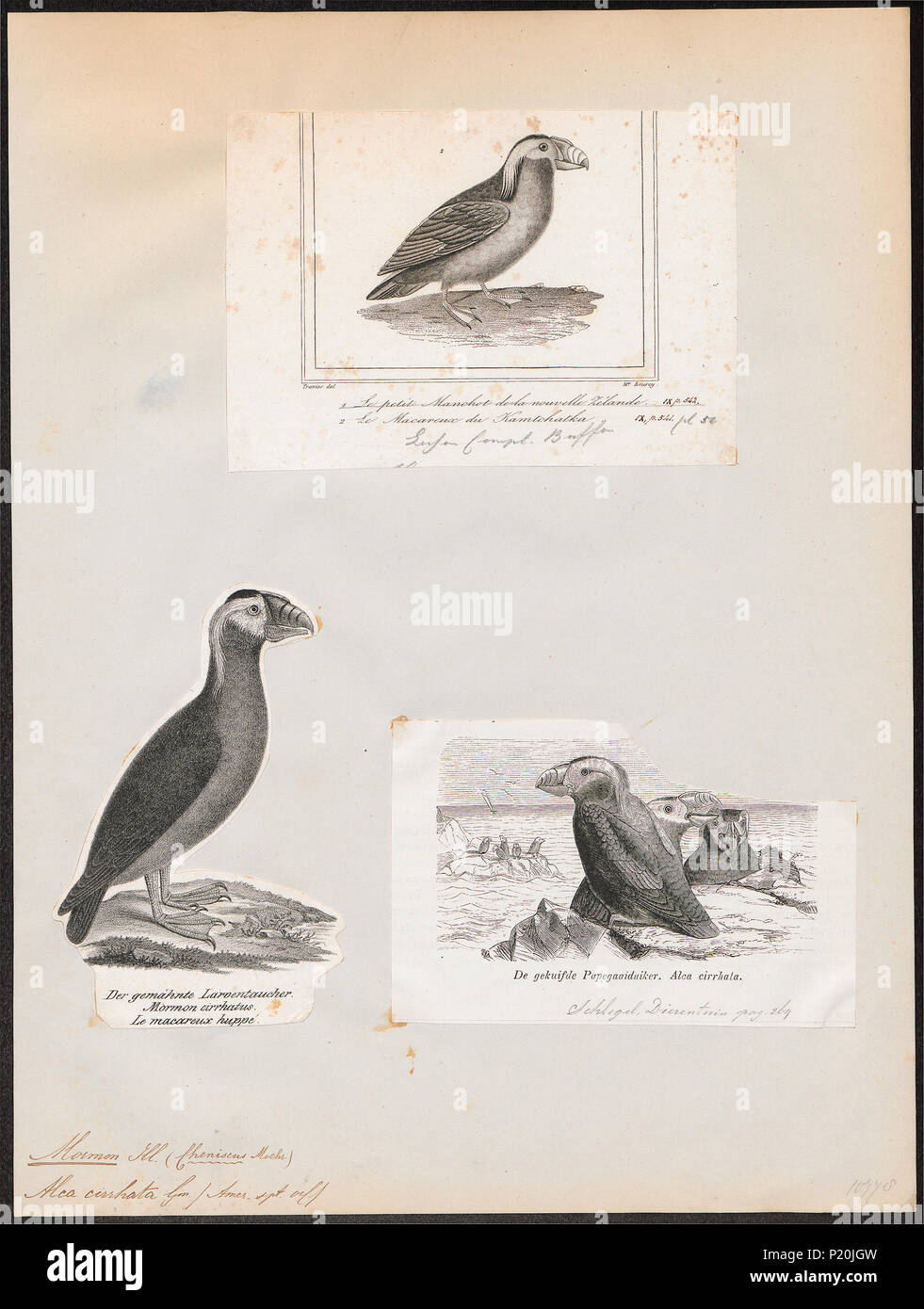 . Alca cirrhata . Entre 1700 et 1880 14 Alca cirrhata - 1700-1880 - Imprimer - Zoologica 2e moitié - Collections spéciales de l'Université d'Amsterdam - UBA01 IZ17800149 Banque D'Images