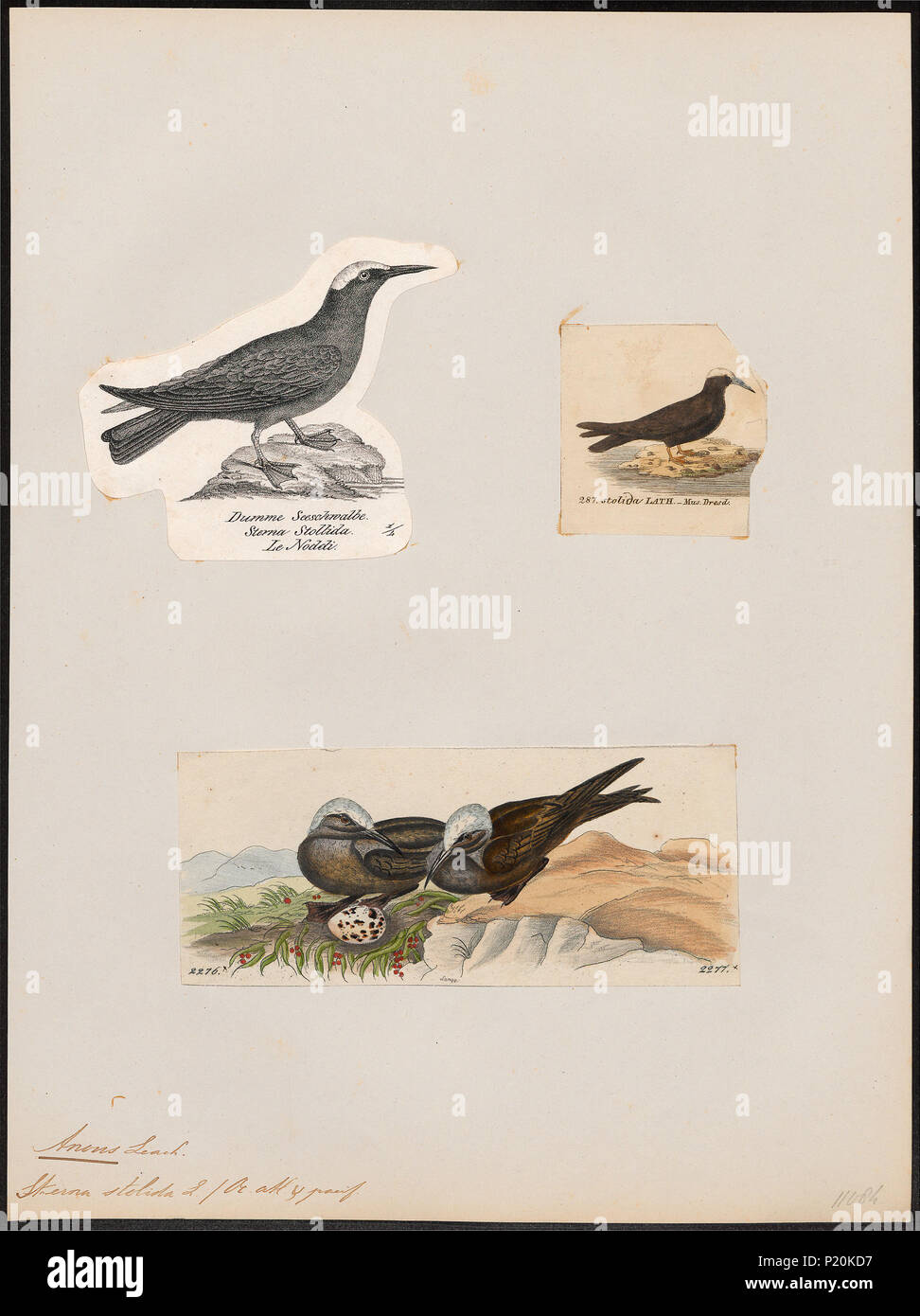 . Anous stolidus . Entre 1700 et 1880 18 Anous stolidus - 1700-1880 - Imprimer - Zoologica 2e moitié - Collections spéciales de l'Université d'Amsterdam - UBA01 IZ17900404 Banque D'Images