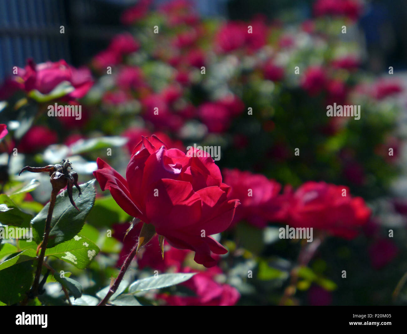 Roses rouges dans le jardin de fleurs. Banque D'Images
