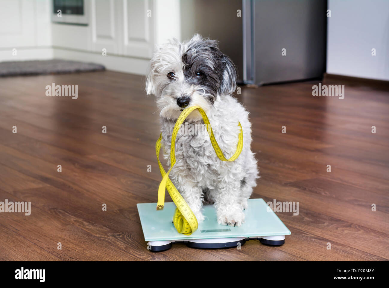 Caniche mignon chien assis sur des balances avec compteur de mesure dans la bouche Banque D'Images