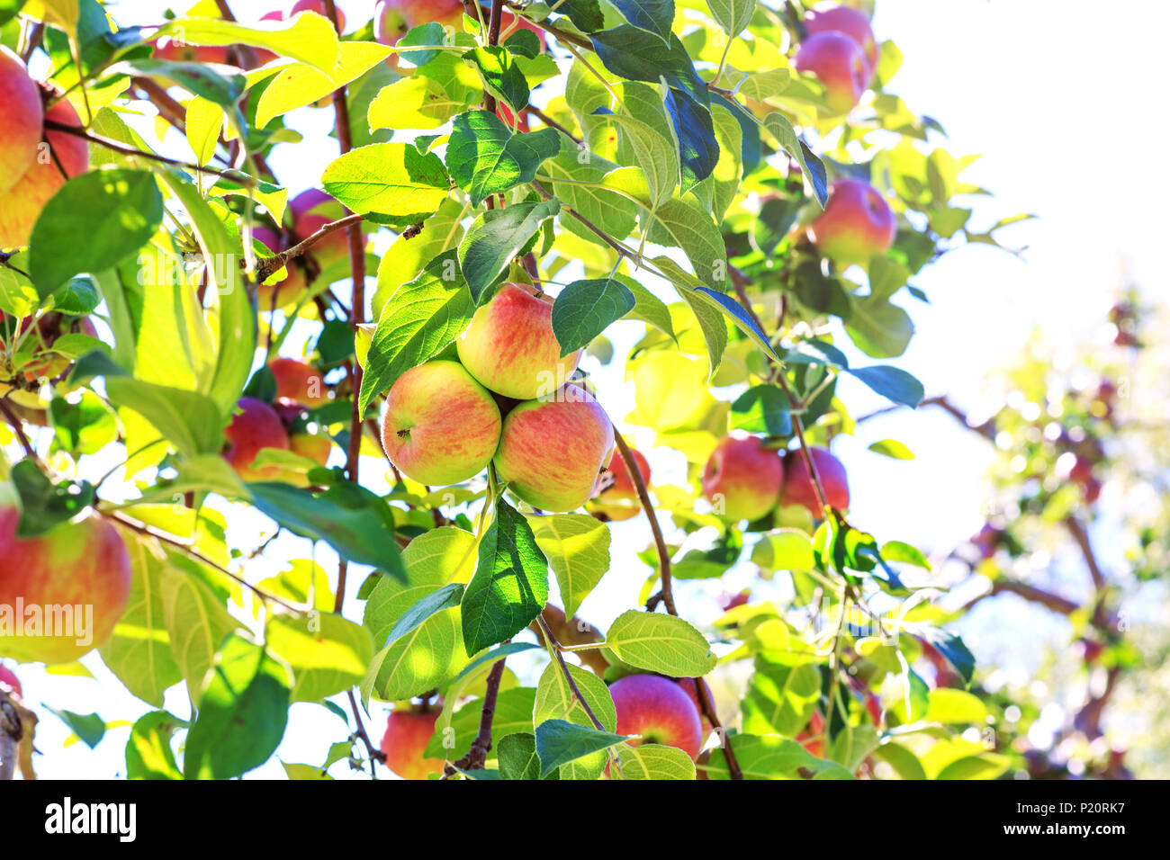 Bouquet coloré de fruits sur un verger. Meilleure photo de groupe avec des pommes rouges et des feuilles sur une branche, prêt pour la récolte. Banque D'Images