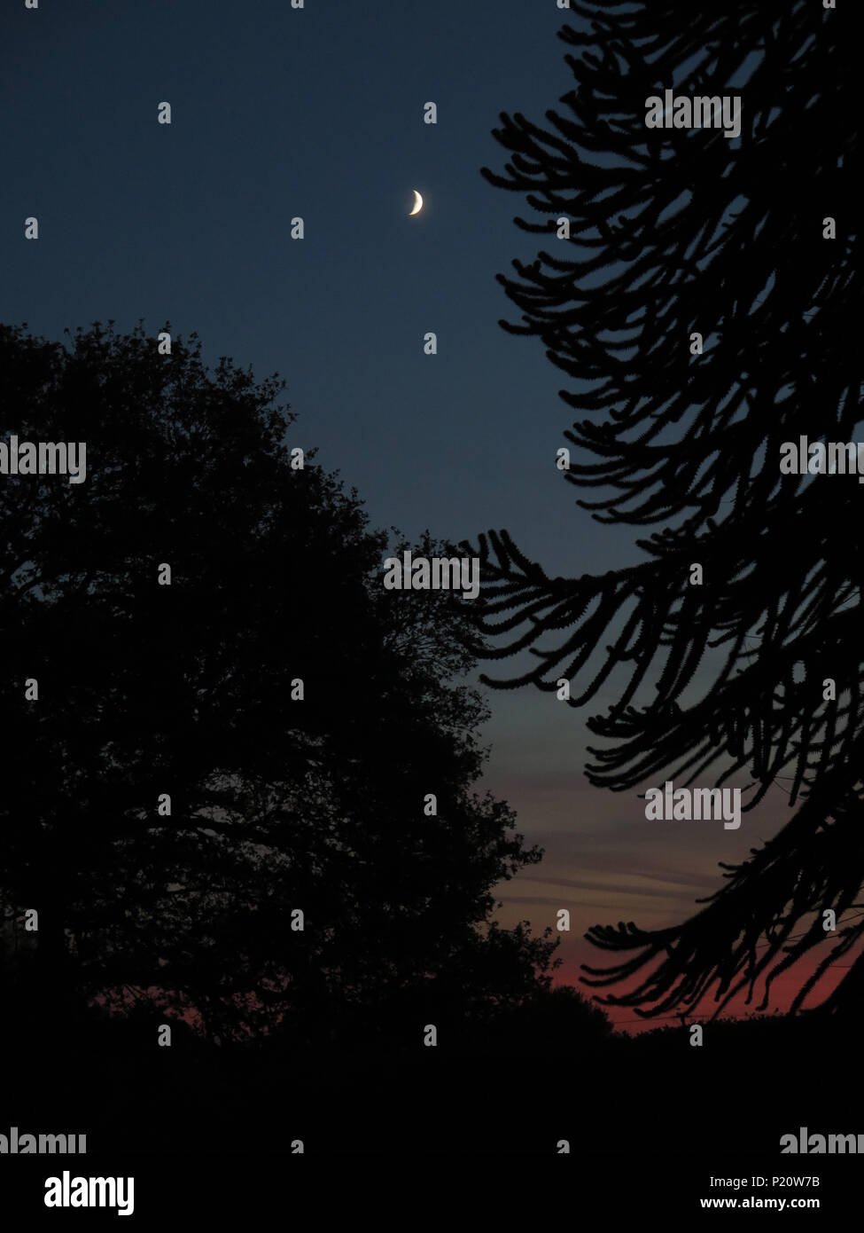 Crépuscule, nouvelle lune et silhouette des arbres Banque D'Images