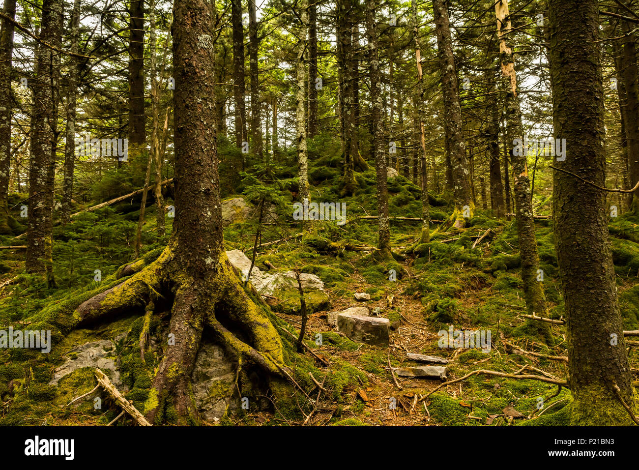 Sentier des Appalaches dans la forêt de sapin-épinette en Virginie Banque D'Images
