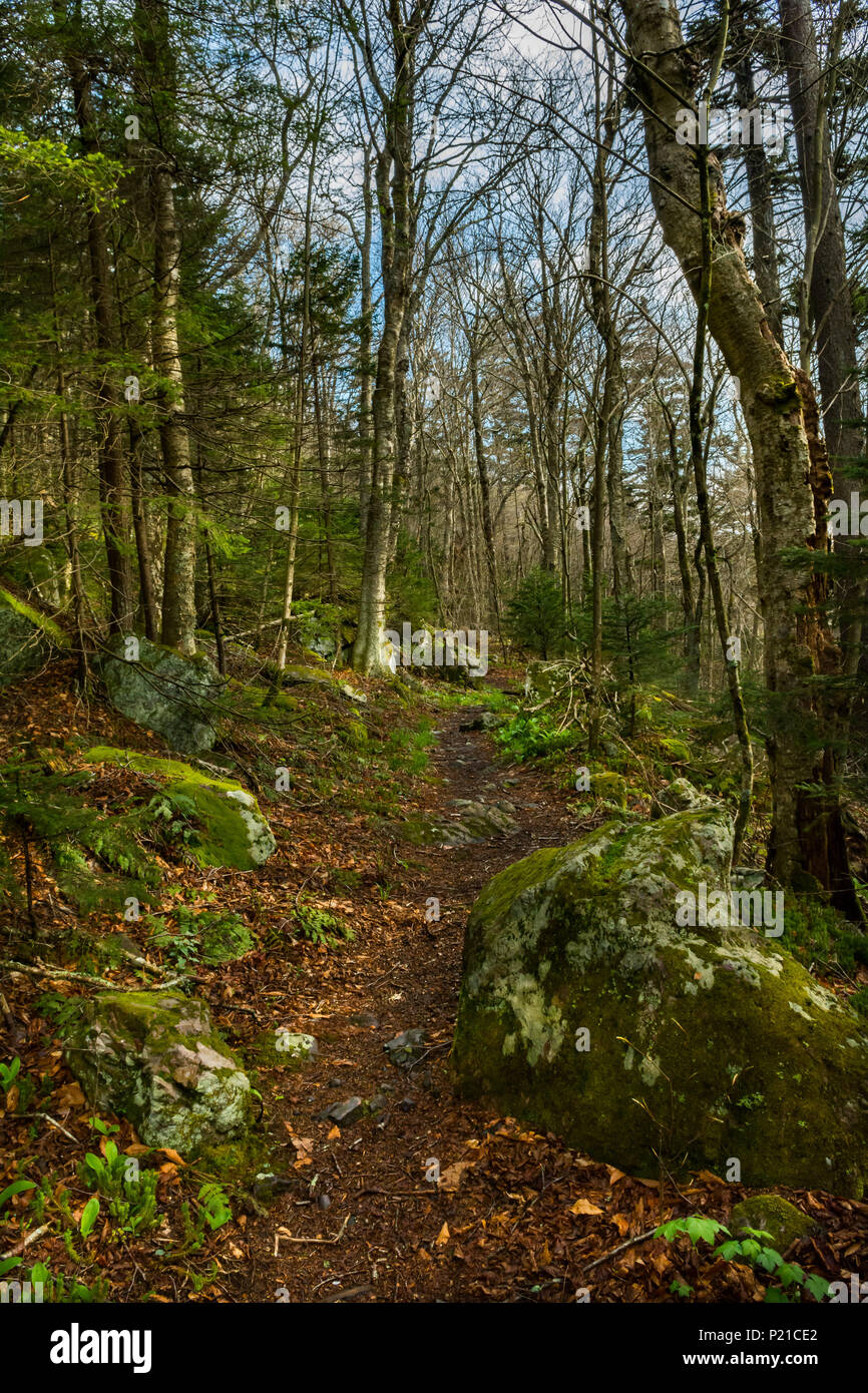 Sentier des Appalaches menant à la forêt de sapin-épinette sur le mont Rogers en Virginie. Banque D'Images