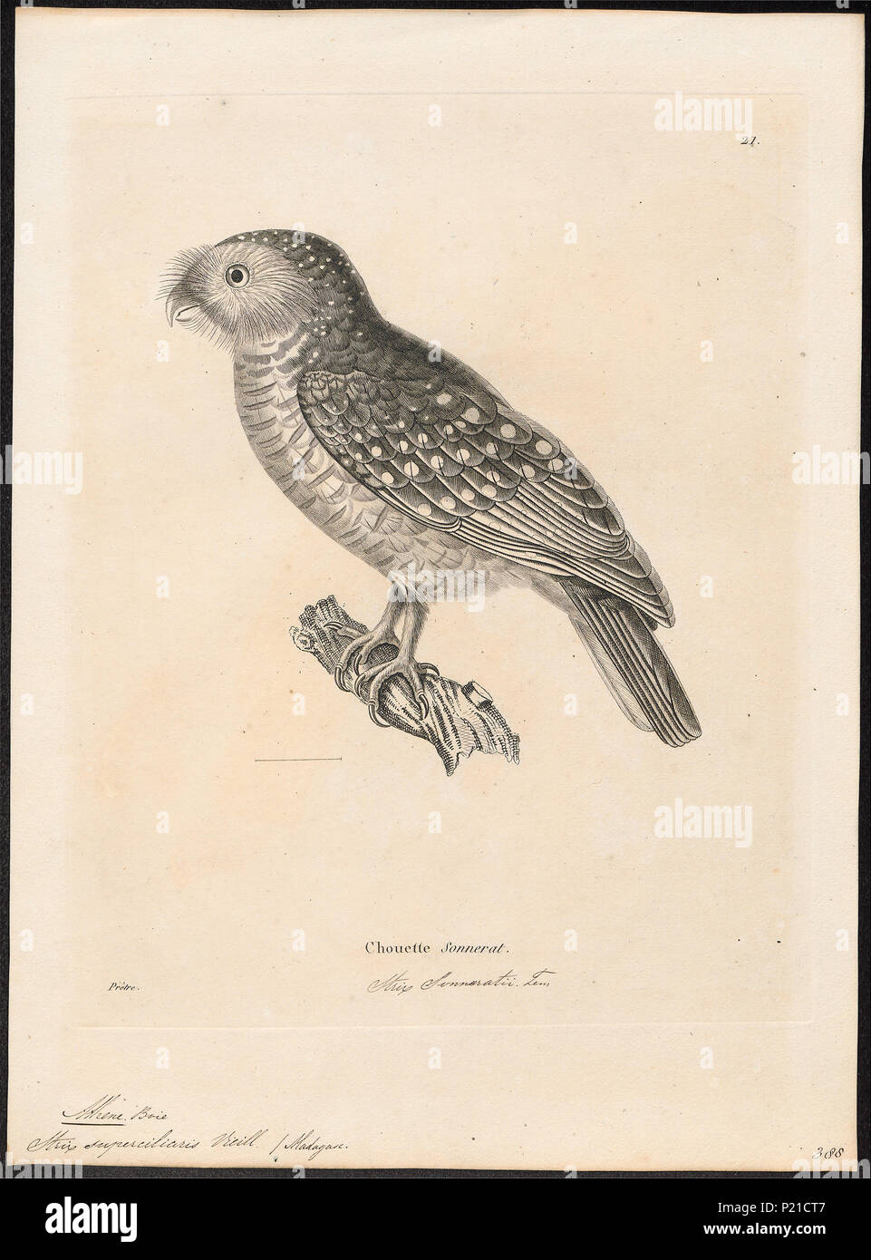 24 Athene superciliaris - 1700-1880 - Imprimer - Zoologica 2e moitié - Collections spéciales de l'Université d'Amsterdam - UBA01 IZ18400039 Banque D'Images