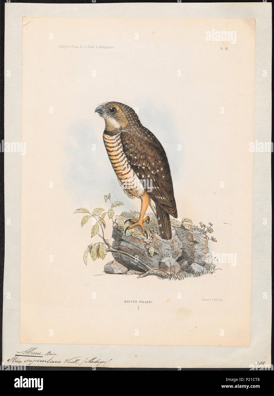 24 Athene superciliaris - 1868 - Imprimer - Zoologica 2e moitié - Collections spéciales de l'Université d'Amsterdam - UBA01 IZ18400041 Banque D'Images