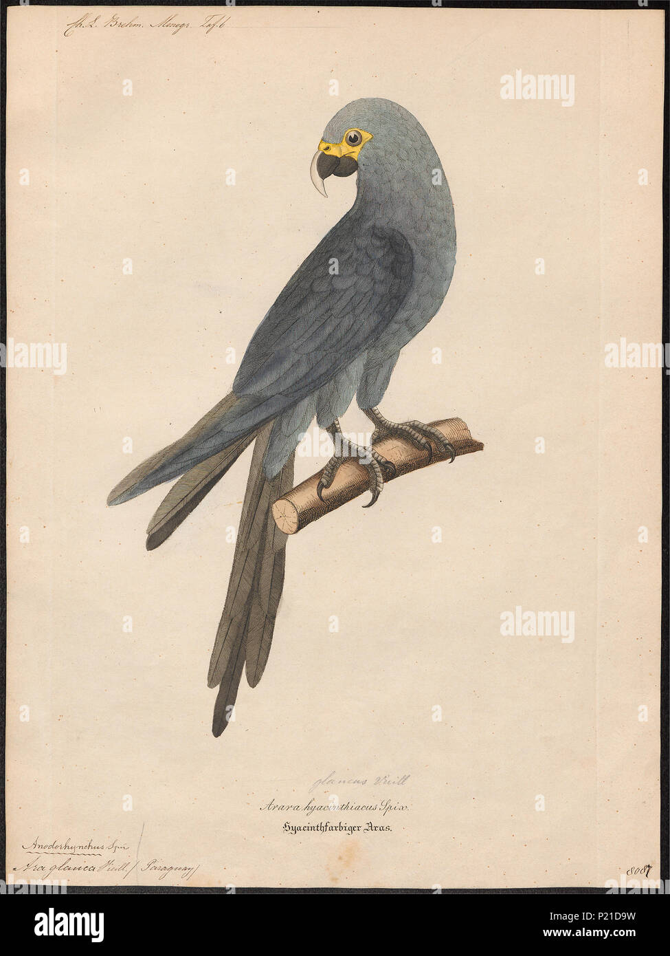 21 Ara glauca - 1842-1855 - Imprimer - Zoologica 2e moitié - Collections spéciales de l'Université d'Amsterdam - UBA01 IZ18500135 Banque D'Images