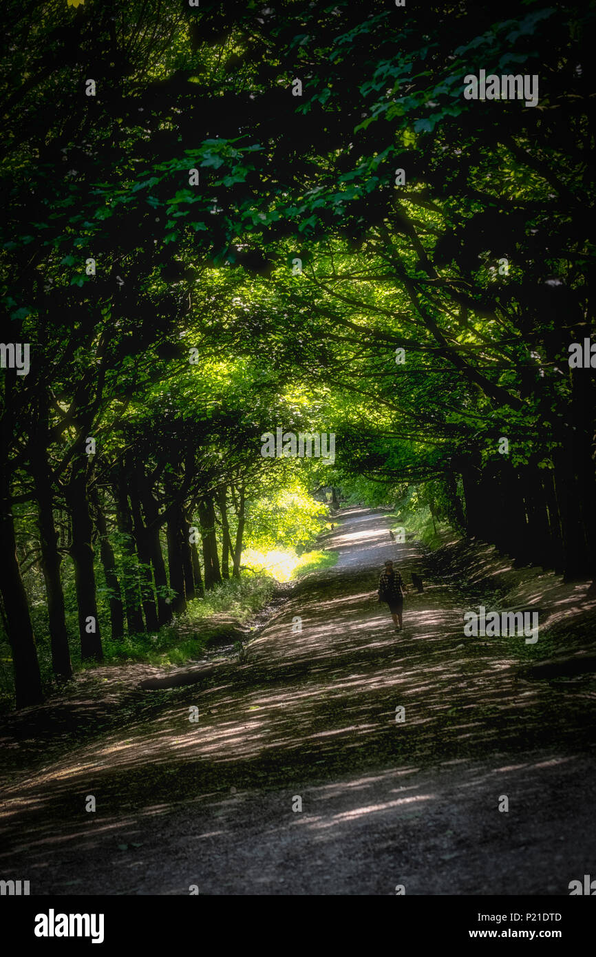 Balade autour de la Rivington campagne jusqu'a bridleway entre les arbres sur un beau début de journée d'été. Banque D'Images
