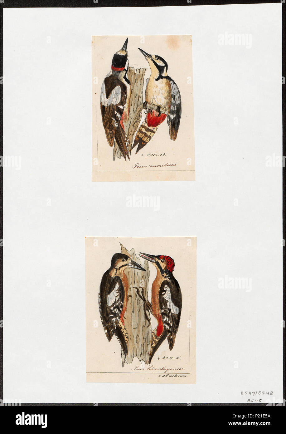 . Picus spec. Entre 1700 et 1880 224 Picus spec. - 1700-1880 - Imprimer - Zoologica 2e moitié - Collections spéciales de l'Université d'Amsterdam - UBA01 IZ18700047 Banque D'Images