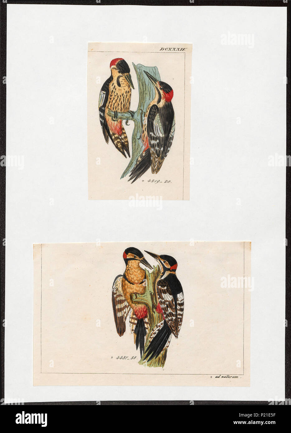 . Picus Picus 224 spec spec. - - - - Imprimer 2e moitié Zoologica Collections spéciales de l'Université d'Amsterdam - UBA01 IZ18700049 Banque D'Images