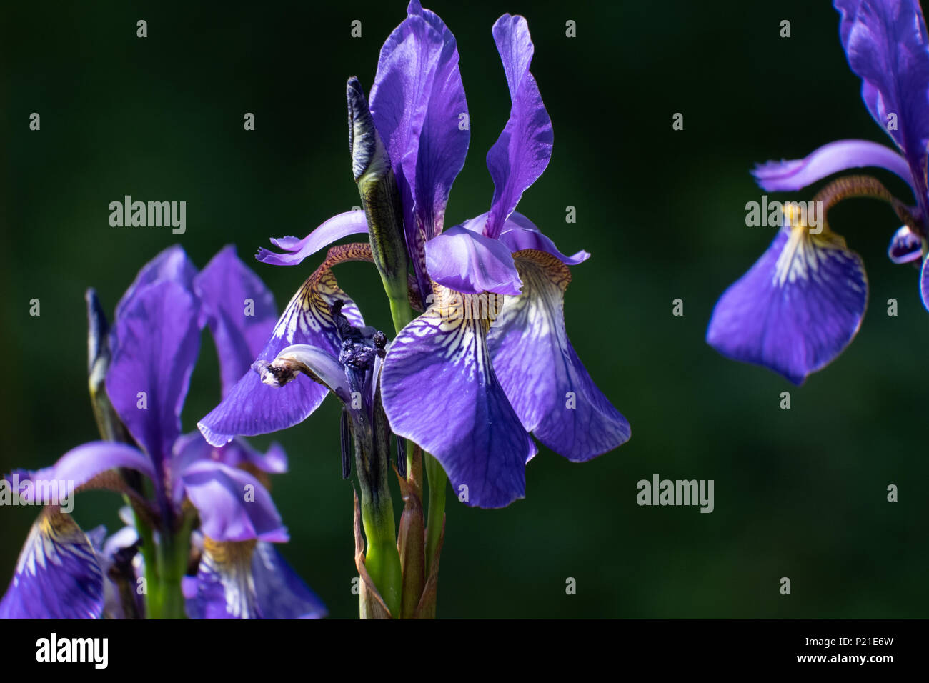 Deep blue iris sauvage par la floraison, dans le village de Rivington, Lancashire. Banque D'Images