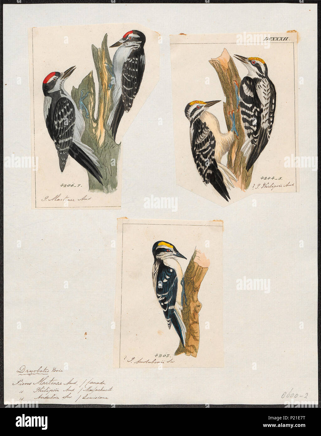 . Picus spec. Entre 1700 et 1880 224 Picus spec. - 1700-1880 - Imprimer - Zoologica 2e moitié - Collections spéciales de l'Université d'Amsterdam - UBA01 IZ18700097 Banque D'Images