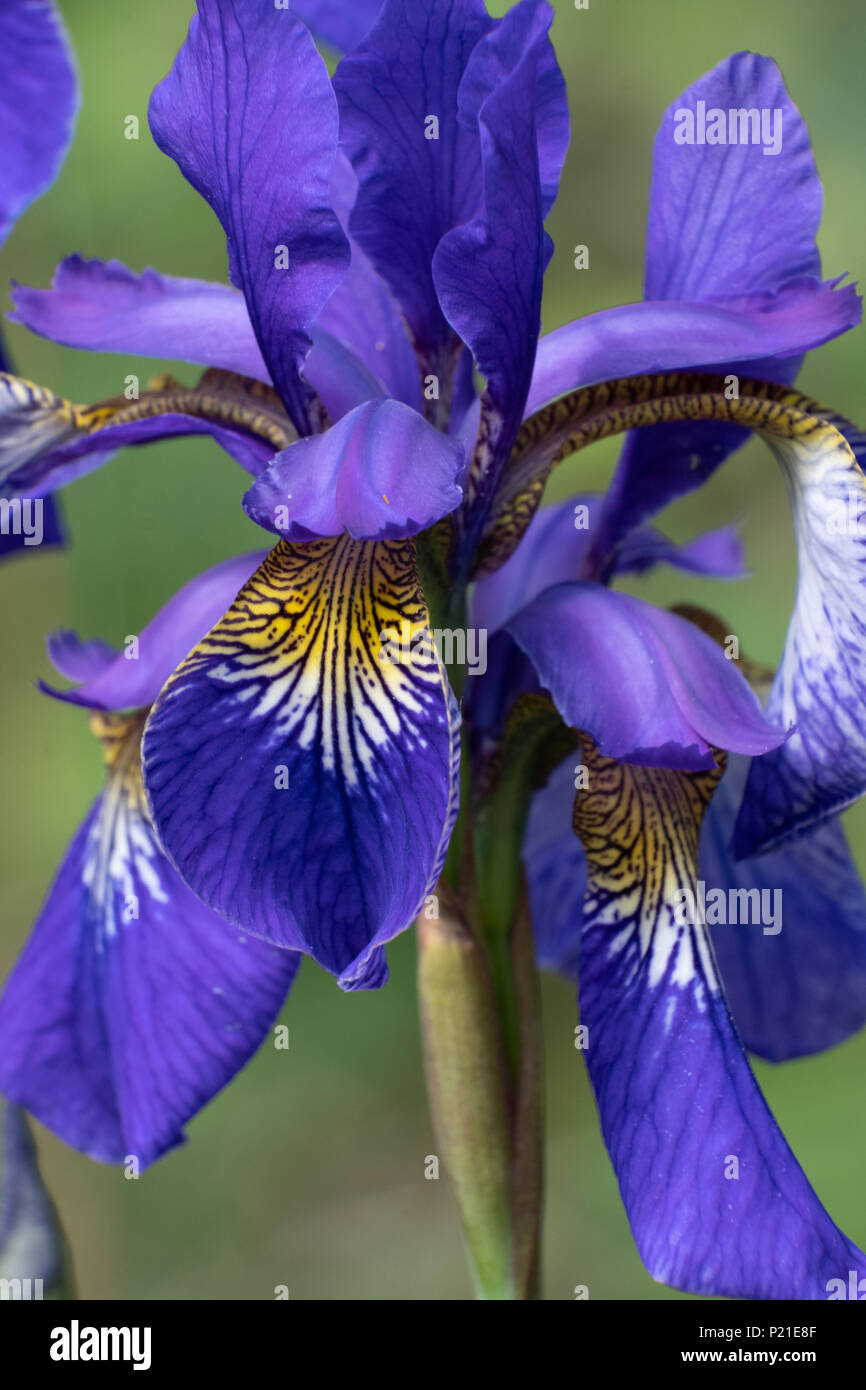 Deep blue iris sauvage par la floraison, dans le village de Rivington, Lancashire. Banque D'Images