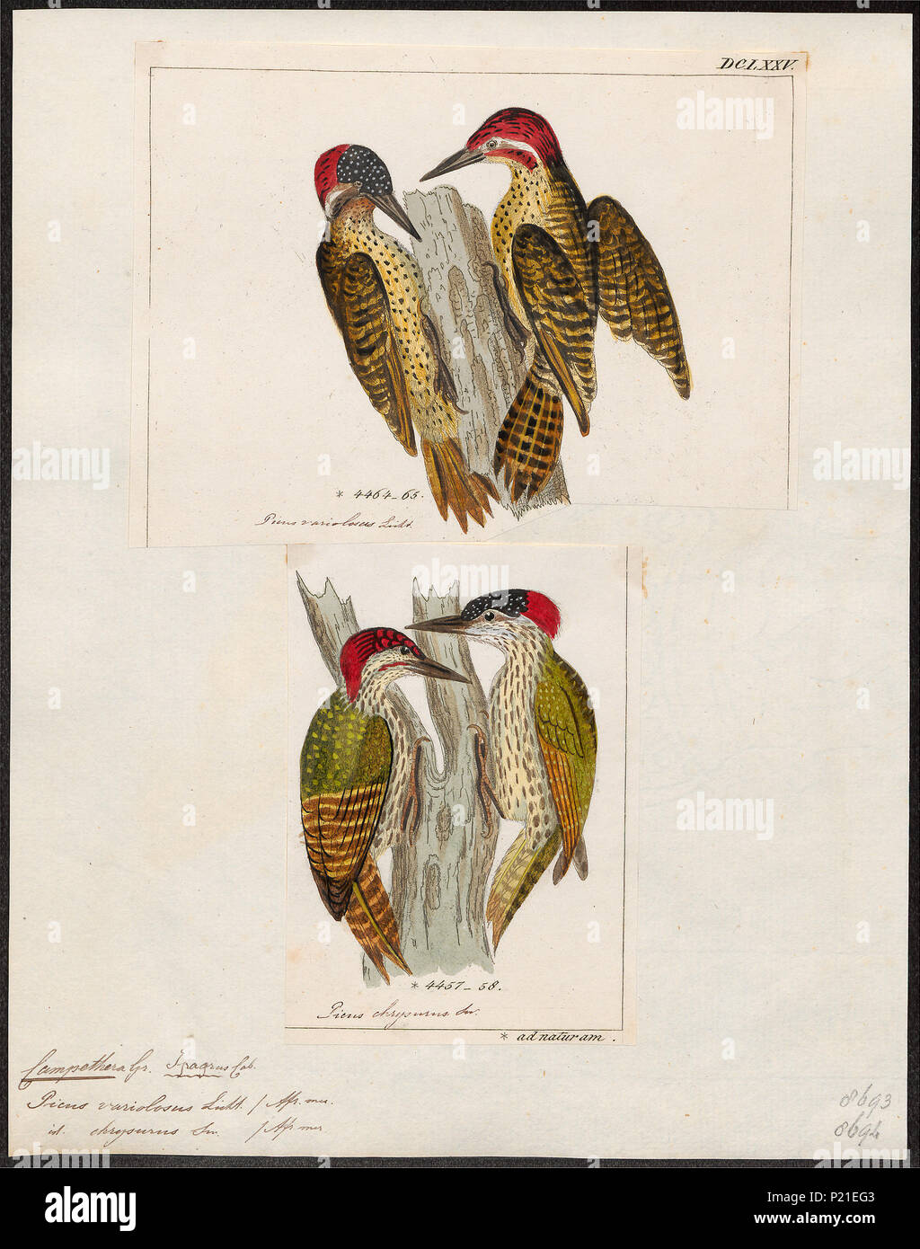 . Picus . Entre 1700 et 1880 224 Picus - 1700-1880 - Imprimer - Zoologica 2e moitié - Collections spéciales de l'Université d'Amsterdam - UBA01 IZ18700283 Banque D'Images