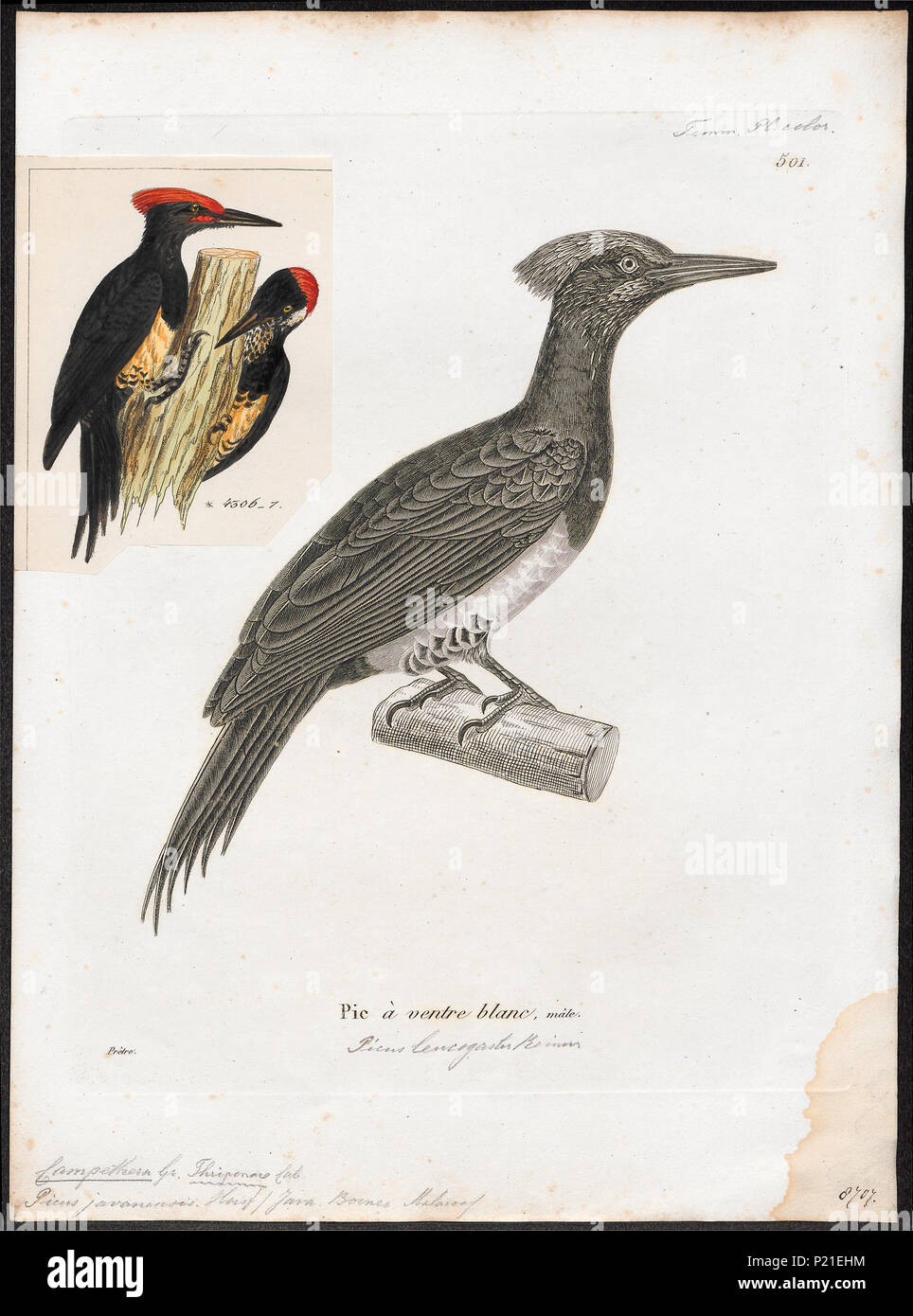 48 Campethera javanensis - - - - Imprimer 2e moitié Zoologica Collections spéciales de l'Université d'Amsterdam - UBA01 IZ18700297 Banque D'Images