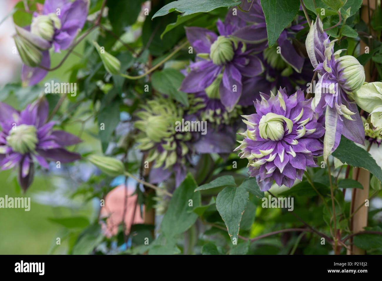 Clematis Florida fleur de la taïga Banque D'Images