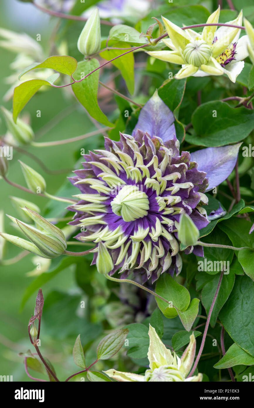 Clematis Florida fleur de la taïga Banque D'Images