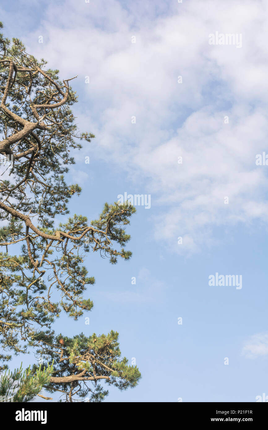 Le feuillage et les cônes d'un vieux pin de Monterey Pinus radiata ...